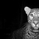 Image for article titled The Very Best Camera Trap Photography